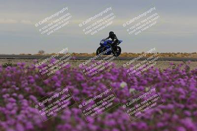 media/Jan-14-2023-SoCal Trackdays (Sat) [[497694156f]]/Turn 14 Exit Bloomig (145pm)/